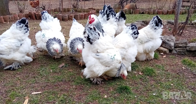 Яйца от колумбийска брама