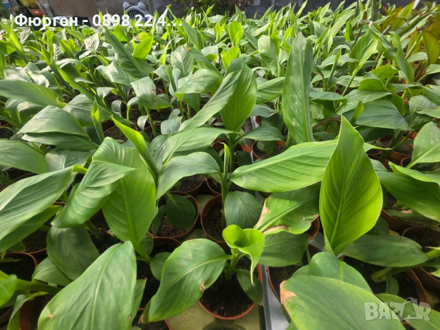 Банан - Мусо баджо / Musa Basjoo, снимка 4 - Разсади - 53906003