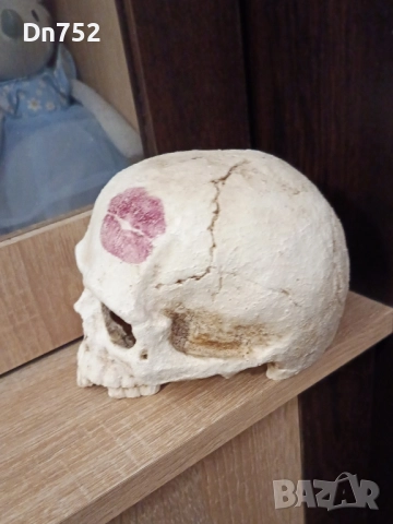 декоративен череп, снимка 2 - Статуетки - 52425768