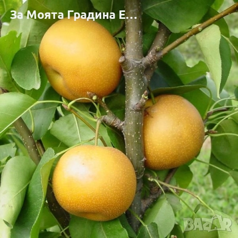 Азиатска круша - Наши
