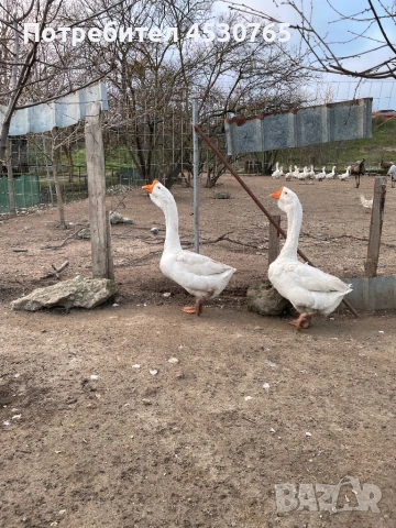 Мъжки Холмогорски Гъски, снимка 5 - Патици и гъски - 53677821