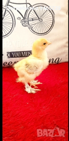 Пиленца Брама 