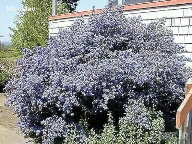 Калифорнийски люляк (Червенолистен), снимка 4 - Градински цветя и растения - 49665645