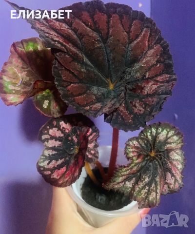 Begonia, снимка 1 - Стайни растения - 46302218