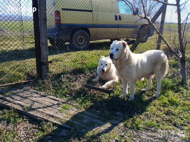 Алабай , снимка 8 - Алабай - 53407632