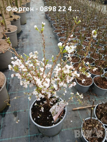 Японска вишна (Фуджи череша), снимка 5 - Разсади - 54102932