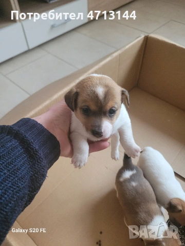 Джак Ръсел , снимка 7 - Джак ръсел териер - 53147122