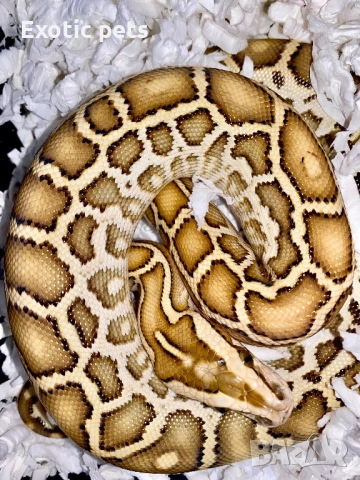 Бирманският питон , Python bivittatus