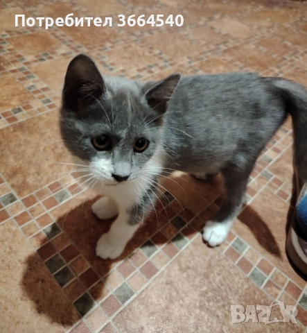 бебе полупородисто, мъжко котенце, снимка 5 - Други - 52425995