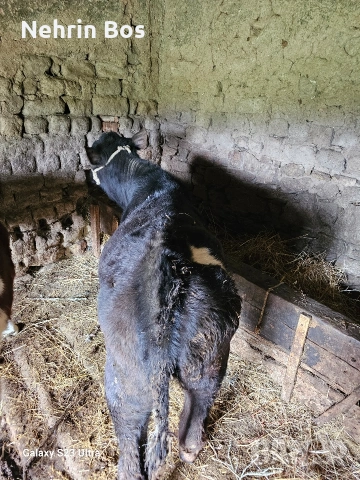 ?, снимка 2 - Други животни - 53912482