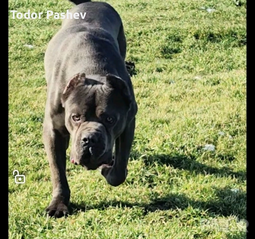 Мъжко кане корсо за разплод, снимка 5 - Кане корсо - 53139274