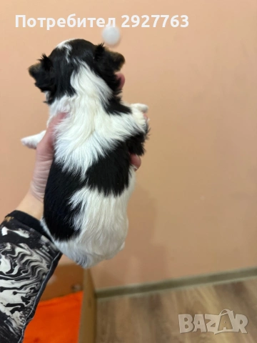 Бивер йоркширски териер, снимка 5 - Йоркширски териер - 54076207