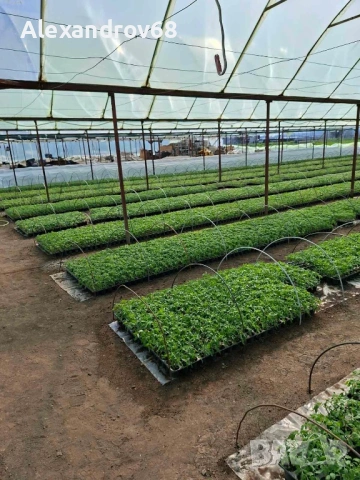 ТОП РАЗСАД на ТОП ЦЕНА от ПРОИЗВОДИТЕЛ, снимка 6 - Разсади - 54137204