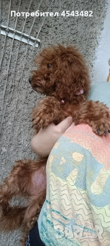 той пудел , снимка 5 - Пудели - 51137528