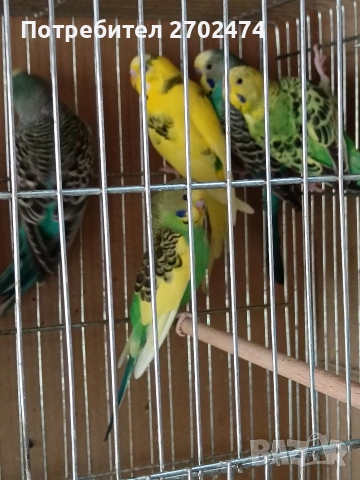 вълнисти папагали 