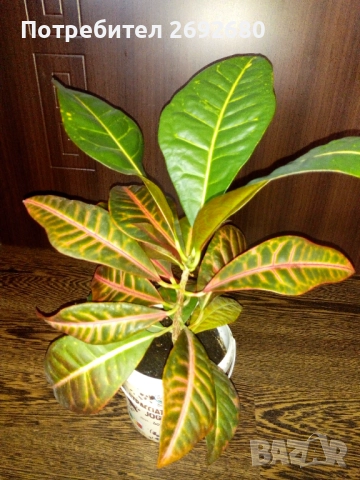 Планински кротон, височина 45-100см./цени в описанието , снимка 4 - Стайни растения - 44861352