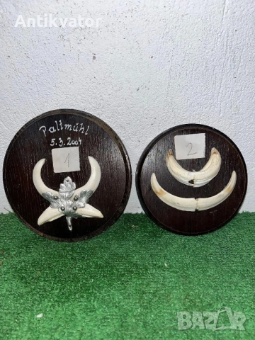 Глиги - зъби от диво прасе , снимка 3 - Други - 54240588