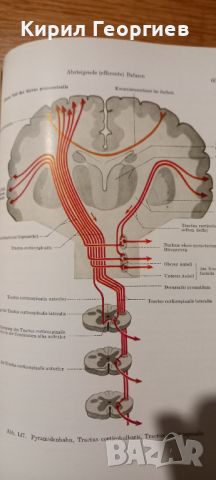 Grundlagen der Anatomie (Основи на анатомията ), снимка 2 - Учебници, учебни тетрадки - 45746261