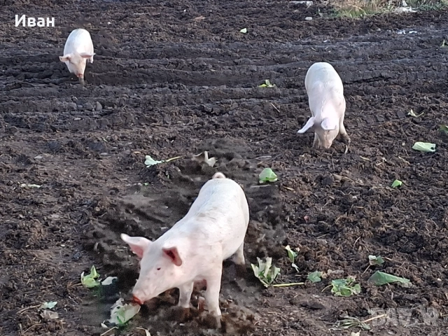 Продавам 3 прасета