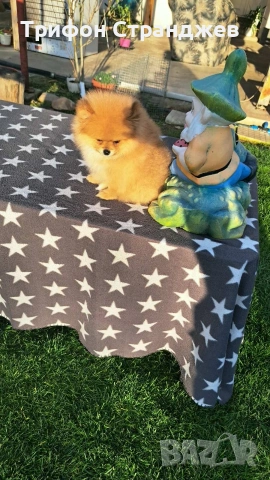 померан момченце пловдив