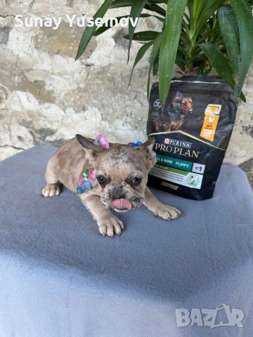 Френски булдочета мерлета(флъфи ген), снимка 15 - Френски булдог - 54108361