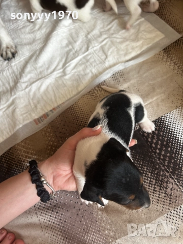 ДЖАК РЪСЕЛ 250ЛВ ЗА БРОЙ 1209252014, снимка 18 - Джак ръсел териер - 51694568