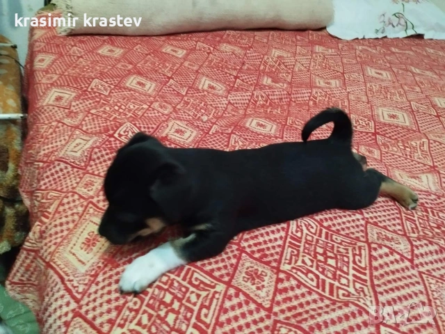 Кученца, снимка 11 - Други - 53511931