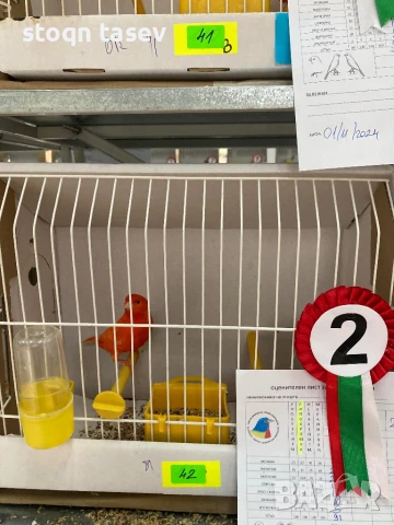 Канари цветни и къдрави, снимка 2 - Канари - 50811624