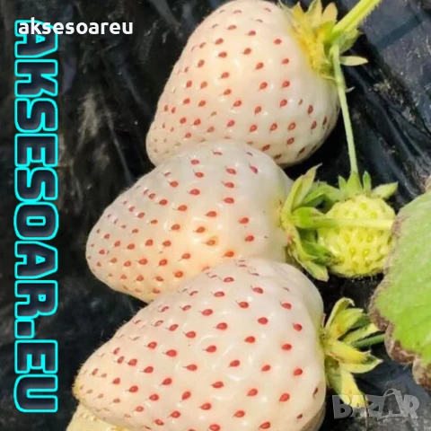 100 семена от плод бяла ягода органични плодови ягодови семена от вкусни ягоди отлични плодове, снимка 15 - Сортови семена и луковици - 50618986