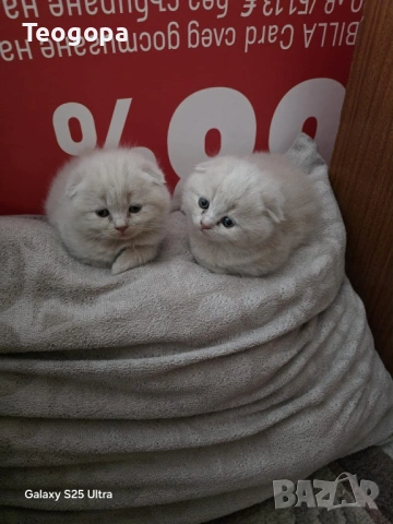 Котета, снимка 3 - Други - 54101284