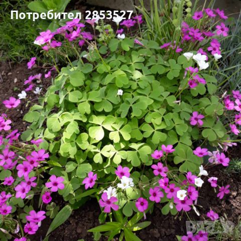 Детелина /Оксалис Микс розова и бяла, снимка 3 - Градински цветя и растения - 45492721