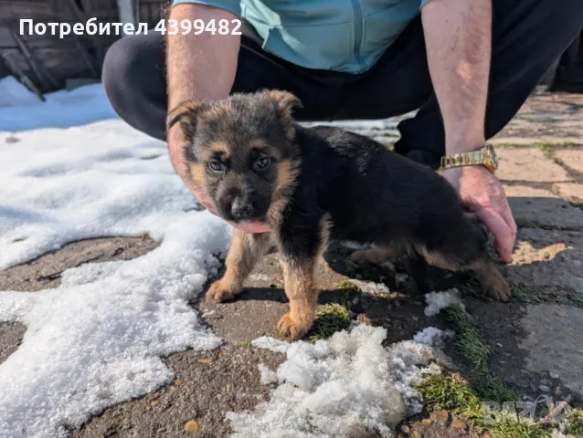 породисти немски овчарки, снимка 8 - Немска овчарка - 49273648