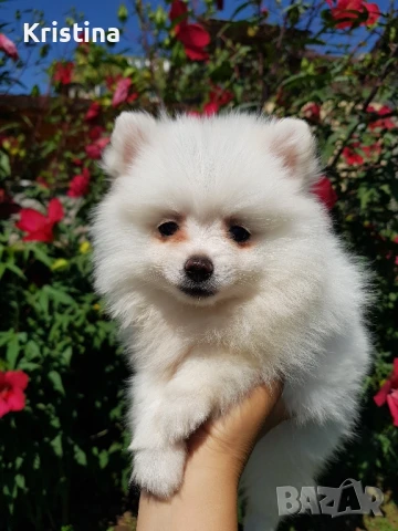 Померан померани свободни !, снимка 4 - Померан - 51308616