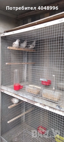 Диамантени гугутки, снимка 7 - други­ - 53403292