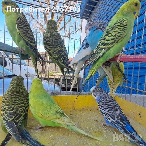 продавам вълнисти млади 2025, снимка 3 - Папагали - 52513193
