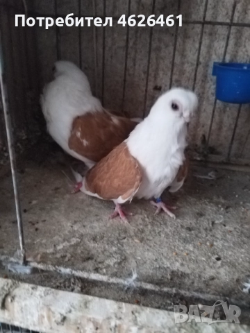 Кабаци, снимка 8 - Гълъби - 52482353