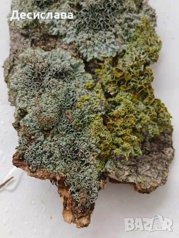 Аквариум , снимка 9 - Оборудване за аквариуми - 53861136