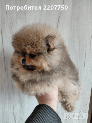 продавам померан , снимка 2 - Померан - 53388823