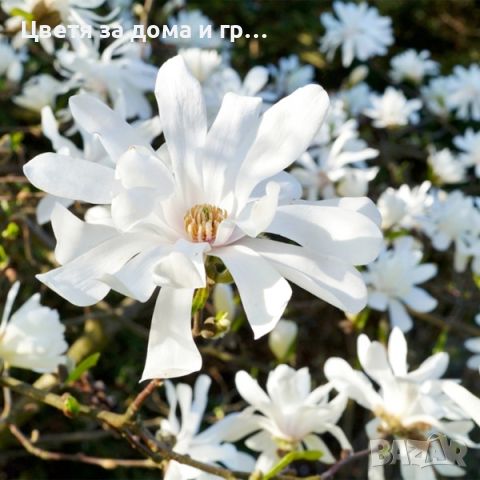 Magnolia Stellata (Магнолия Стелата), снимка 2 - Градински цветя и растения - 46565954