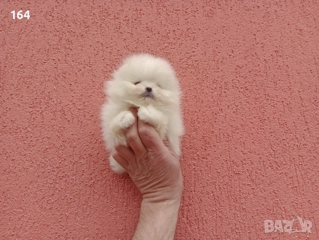 Чисто бели мини Померани. Реални снимки !!!, снимка 2 - Померан - 53883222