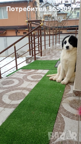 Каракачанска овчарка 