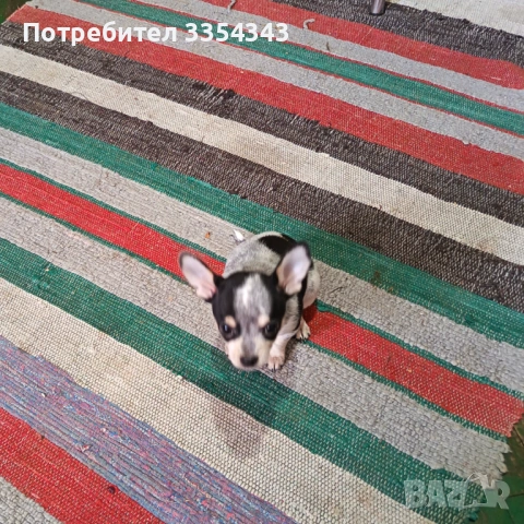 Чихуахуа с паспорт и вакини две, снимка 6 - Чихуахуа - 53114756