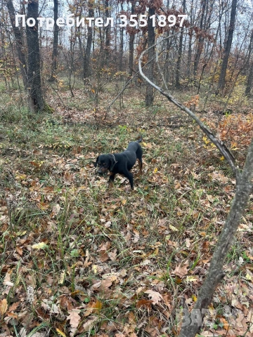 Продавам две гончета , снимка 2 - Гонче - 53010499