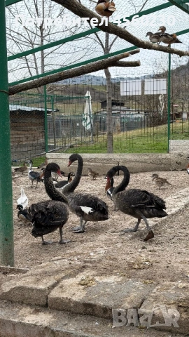 Лебеди, гъски, патки, снимка 2 - други­ - 53910257