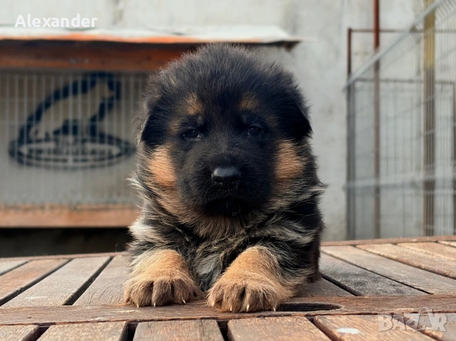 Елитни Родословни Немски Овчарки FCI 