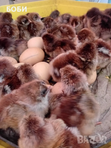 пилета катунски, снимка 2 - Кокошки и пуйки - 53454071