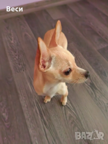 Мини чихуахуа 