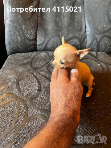 Мини чихуахуа, снимка 6 - Чихуахуа - 45990587