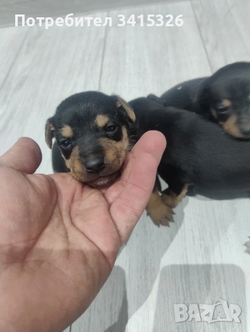 пинчер, снимка 4 - Пинчер - 53950963