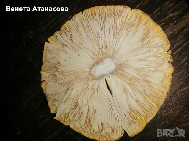 Лечебна гъбка шапка 2024 първа Amanita muscaria 6 g, снимка 2 - Други - 47675297